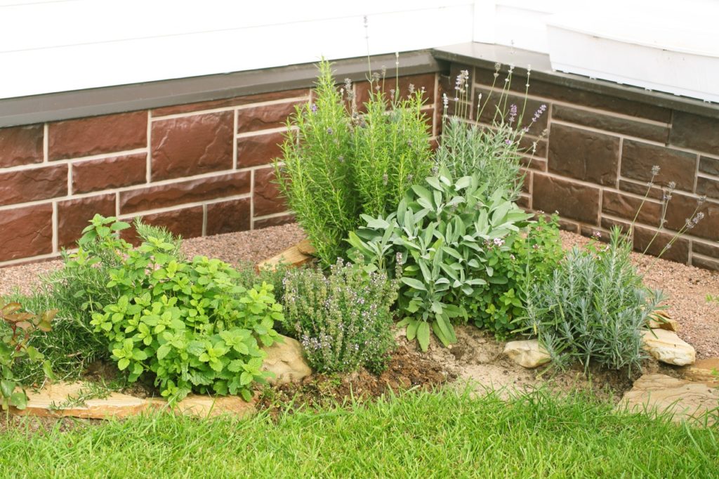 various herbs growing in the corner of a lawn outside with a brick wall in the background