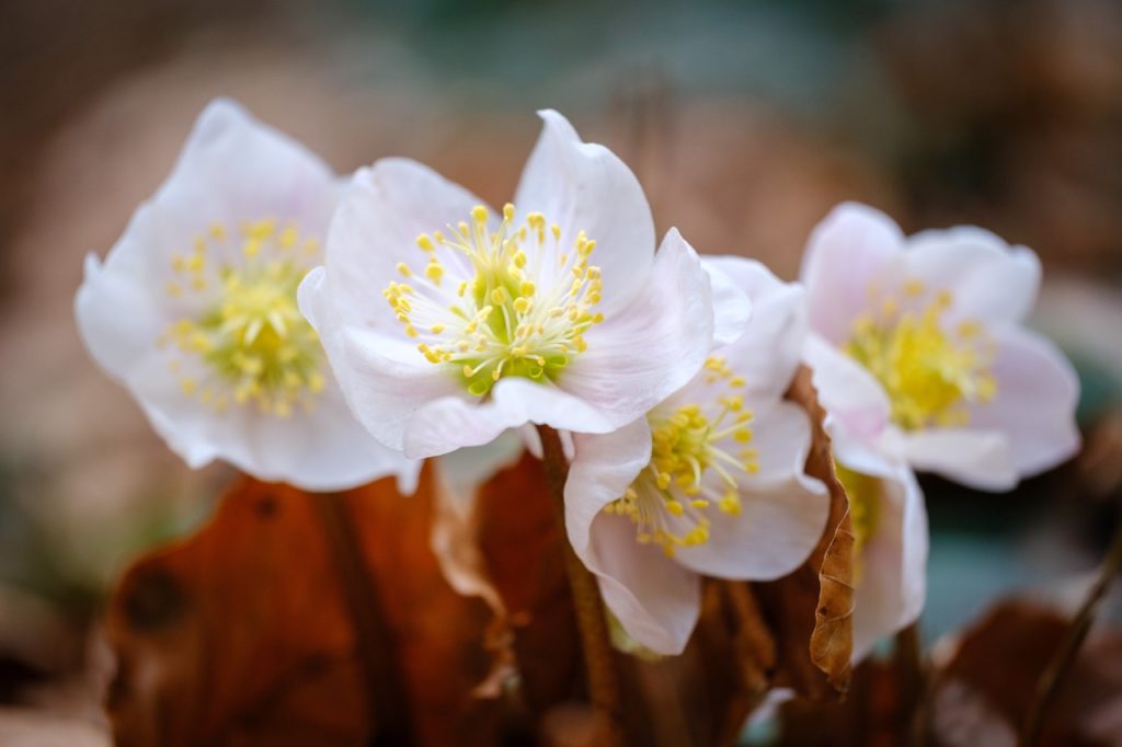 white flowering hellebores with yellow centres growing outdoors