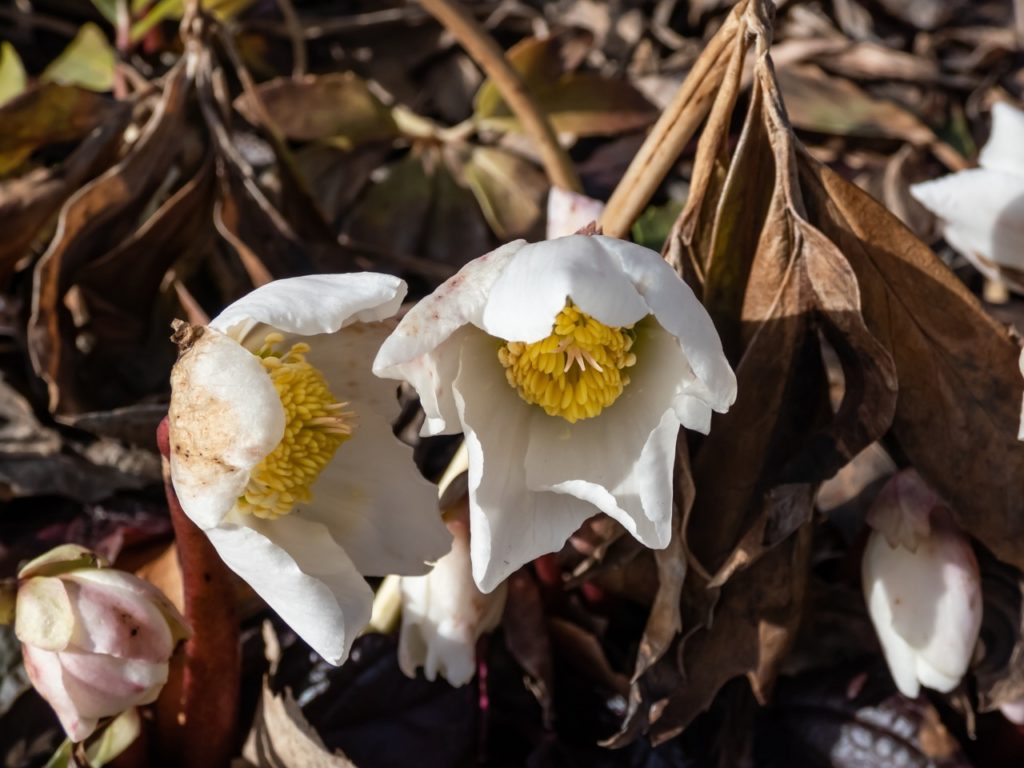 dead foliage and brown leaves growing from a hellebore plant with white flowers