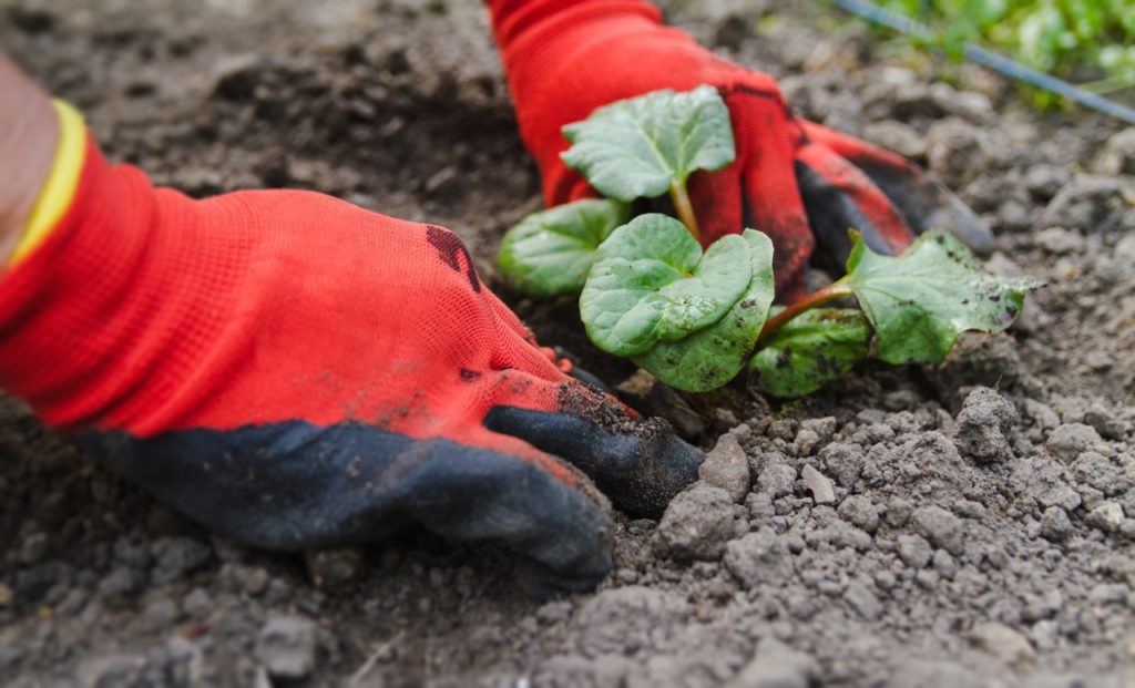 a small rhubarb division being planted out by a gardener wearing red gloves