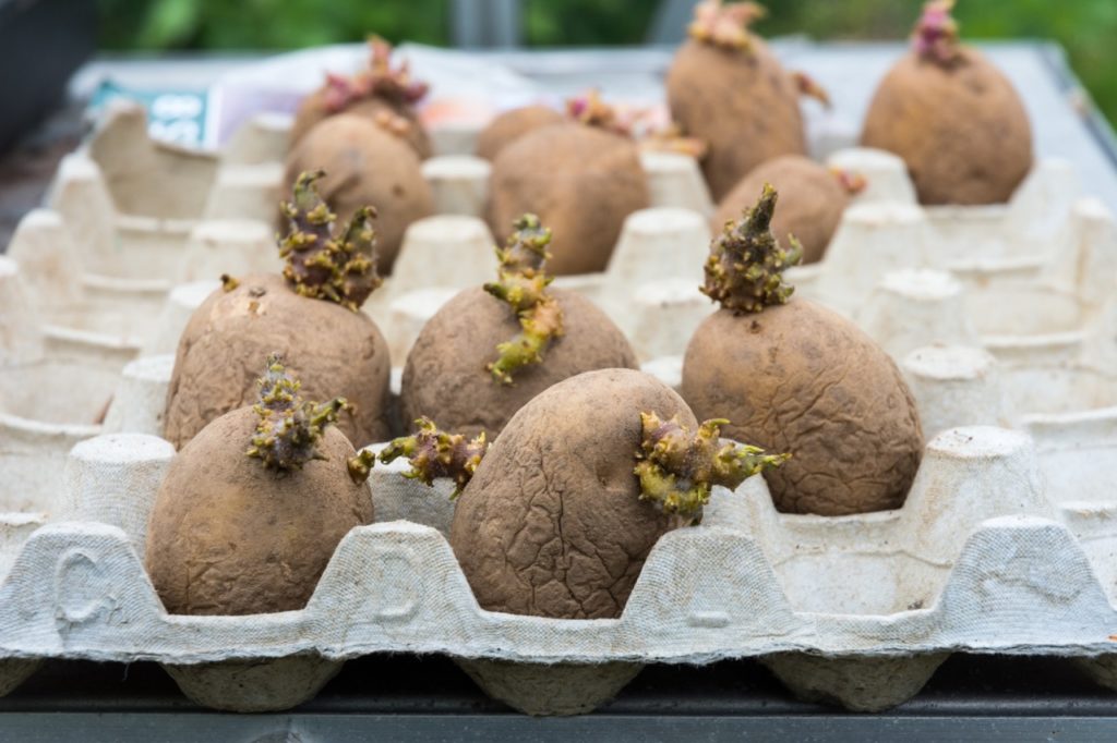 potatoes with green sprouts growing from their crinkled brown surfaces being chitted in an egg carton outside