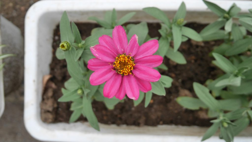 a bird's eye view of a single pink flowering zinnia with green leaves growing in a long rectangular container