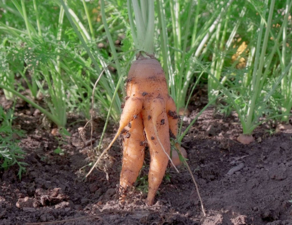 a large orange carrot with several forking parts growing from it being held in front of other carrots that are still growing in the ground behind it