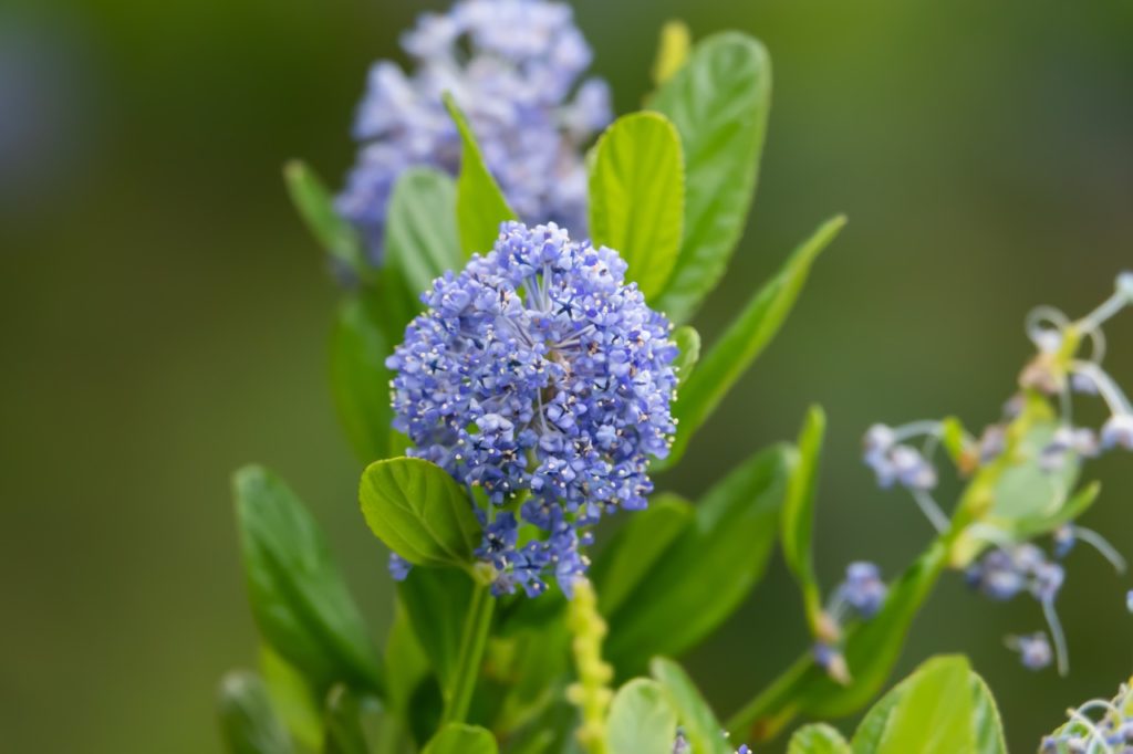 close-up of a blue flowering cluster from a ceanothus shrub with lush green foliage