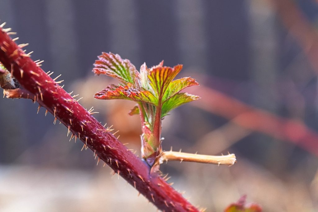 a close-up of a floricane from a raspberry shrub with thick, spiky red stems and greeny-brown growth emerging from it