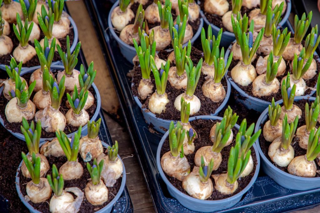 grape hyacinth bulbs growing in circular containers in rows