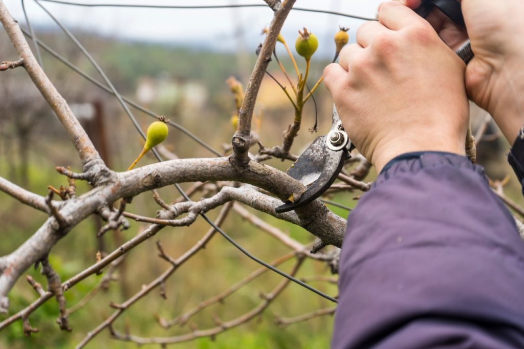 someone using a pair of secateurs to cut back a thick branch from a pear tree