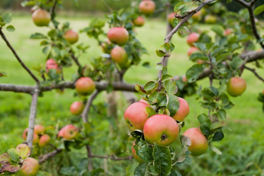 Malus domestica 'bramley's seedling'