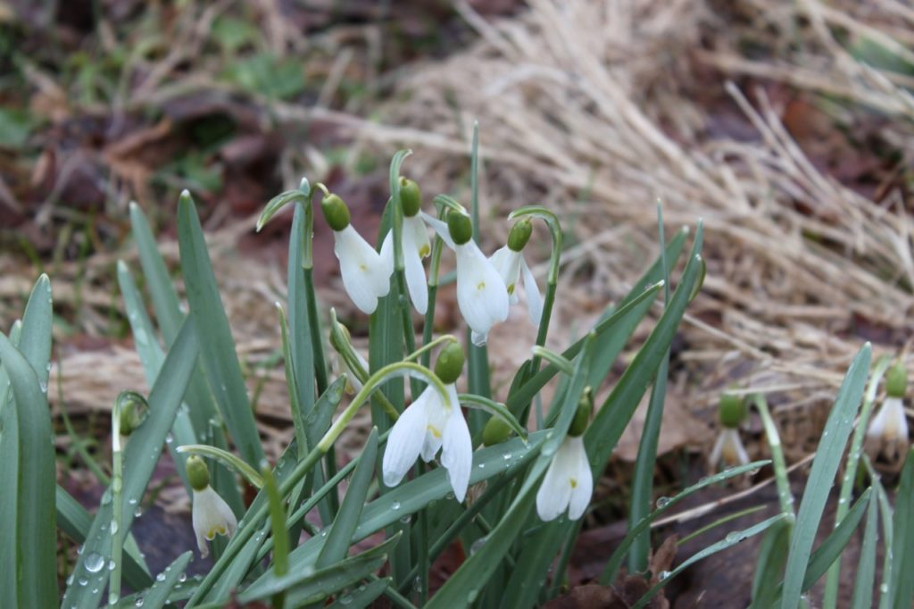 water droplets covering the green leaves and flowers of a galanthus plant growing outdoors