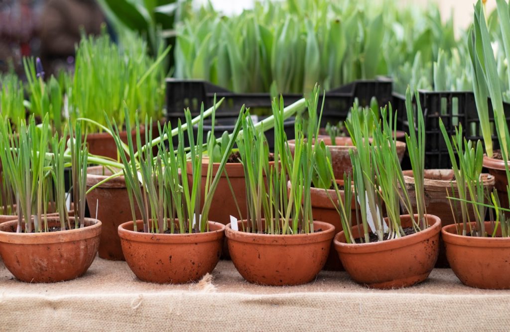 young muscari plants growing in containers with green shoots