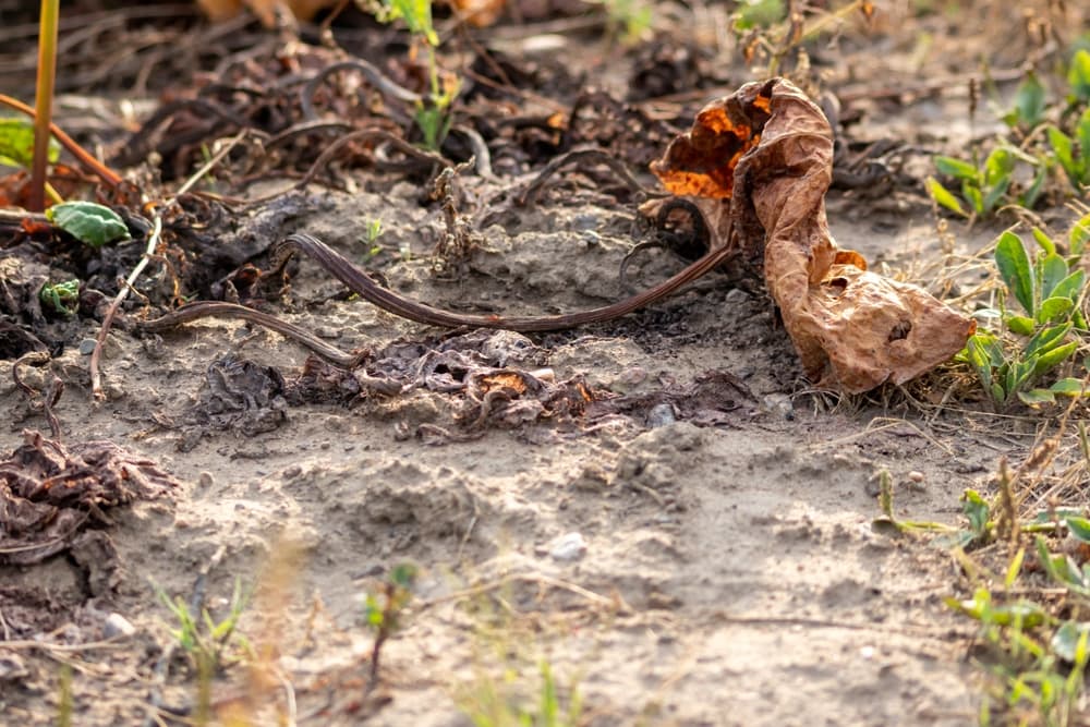 wilted brown rhubarb leaves in very dry soil