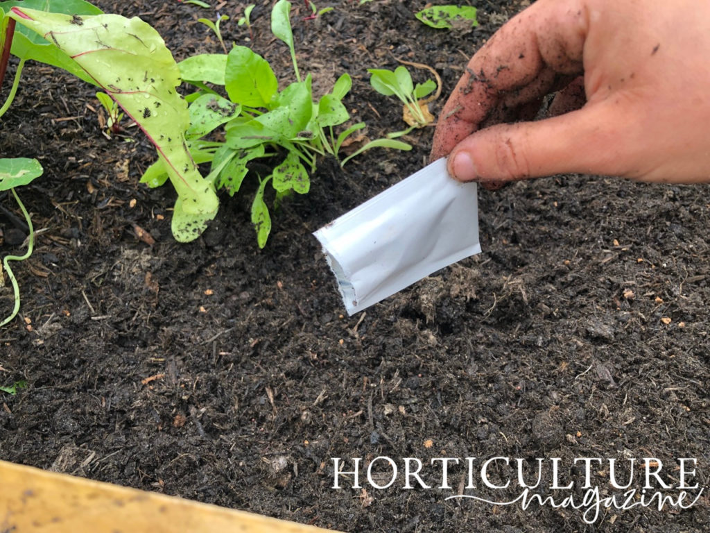 someone scattering a plastic pouch full of kale seeds into a raised garden bed next to other leafy greens