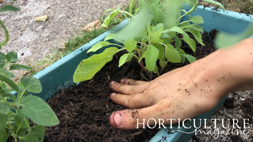 gardener's hand firming in the soil around a sage plant growing in a container