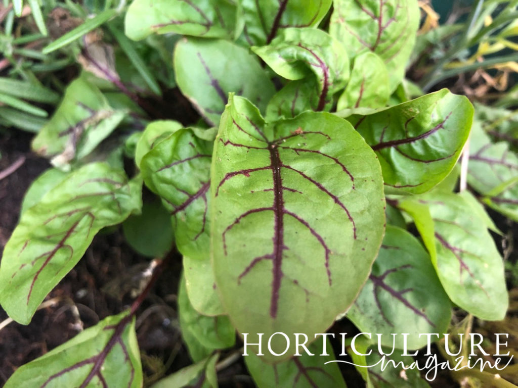 closeup of the purple-veined green leaves from a sorrel plant growing from the ground