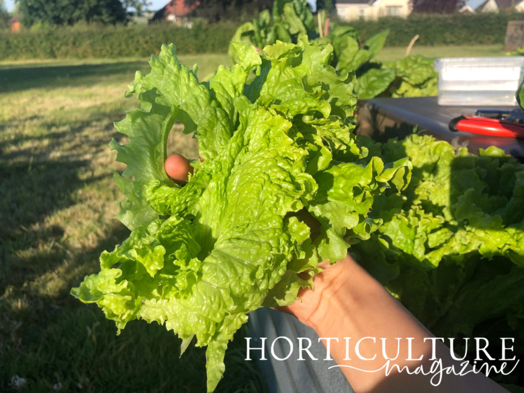 a handful of harvested green lettuce leaves being held up in front of a garden 