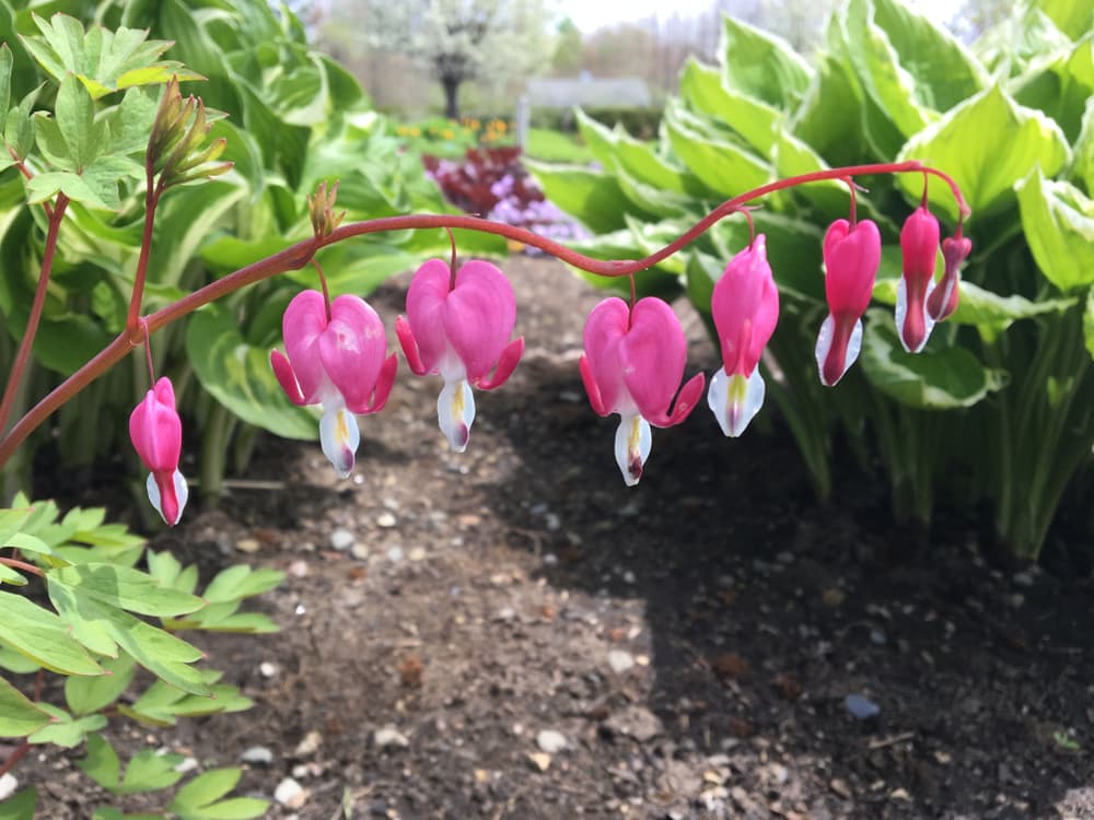 tall hosta plants growing out of soil in a large park area with a stem of pink flowering Lamprocapnos spectabilis shown in the foreground