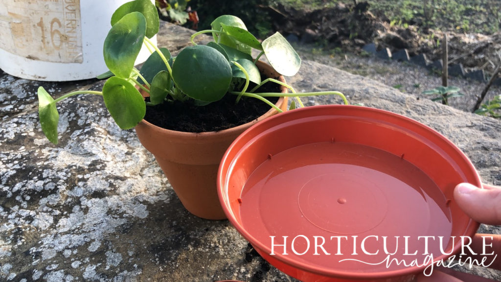 Pilea peperomioides in a pot with a tray full of water held next to it