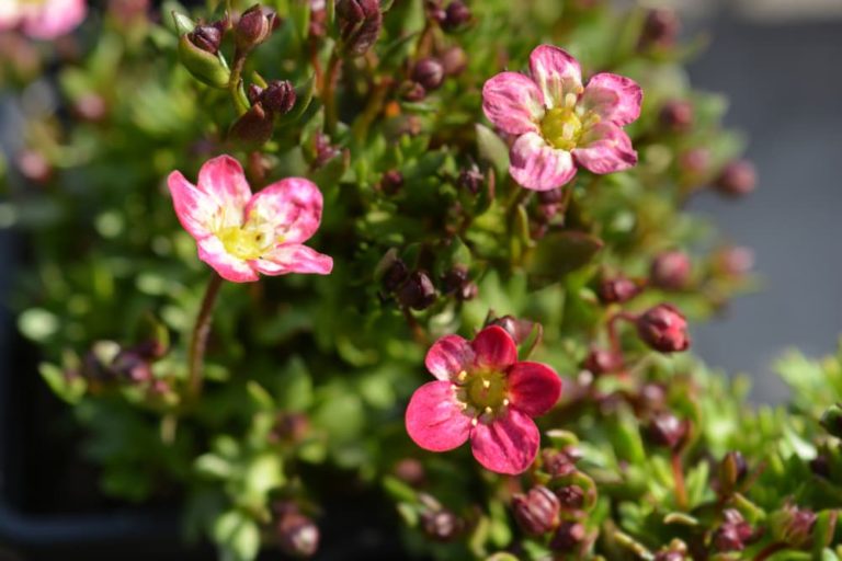 How To Grow Saxifraga Types: Popular For Rockeries, Pots, Stone Walls ...