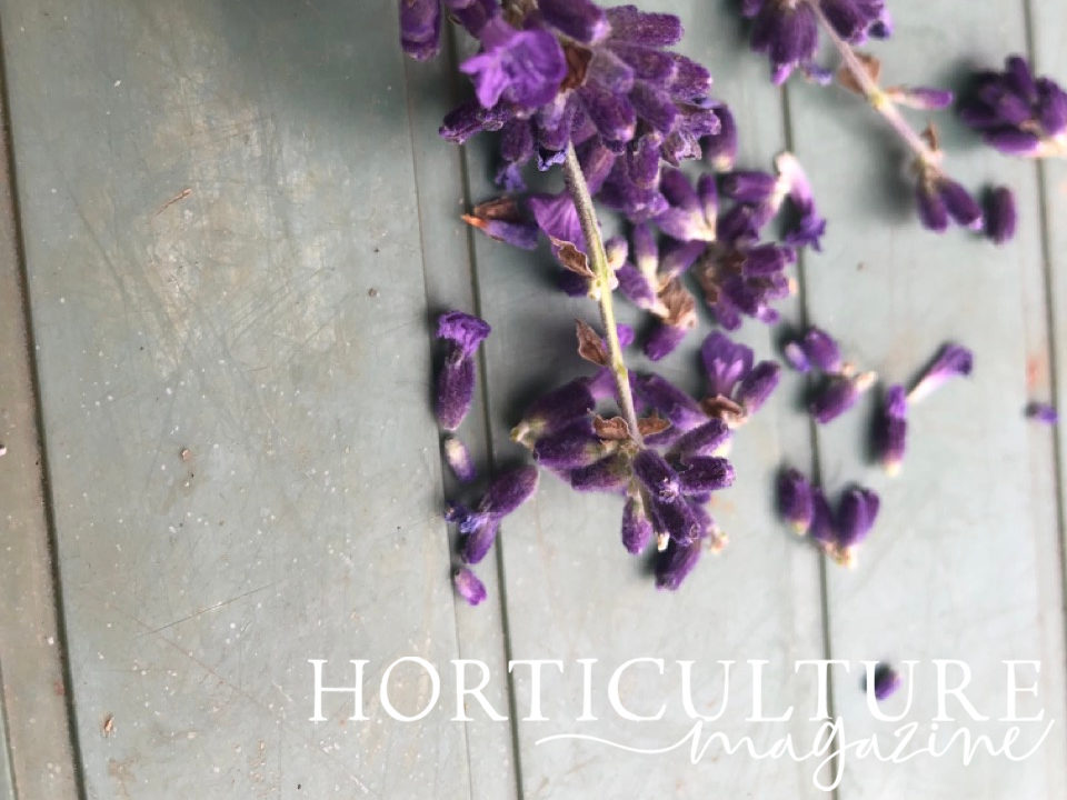 flowers falling from the stems of harvested lavender sprigs