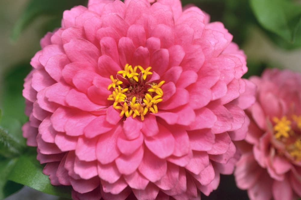 unusual shaped flower of Zinnia elegans 'Dreamland' with pink petals and yellow stamen