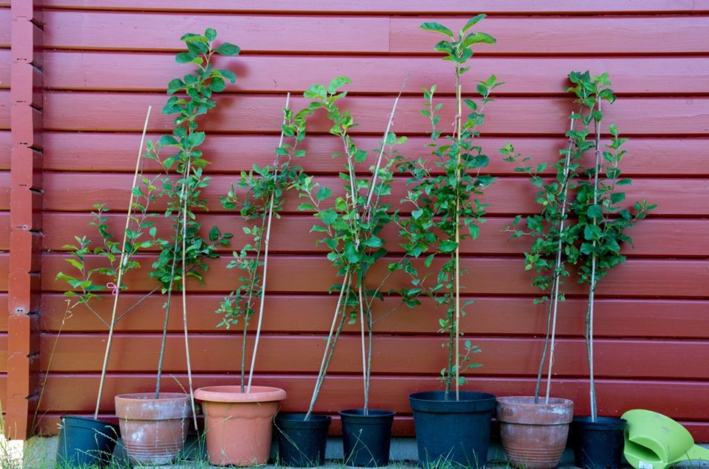 a row of young apple trees all growing in different containers against a painted wall