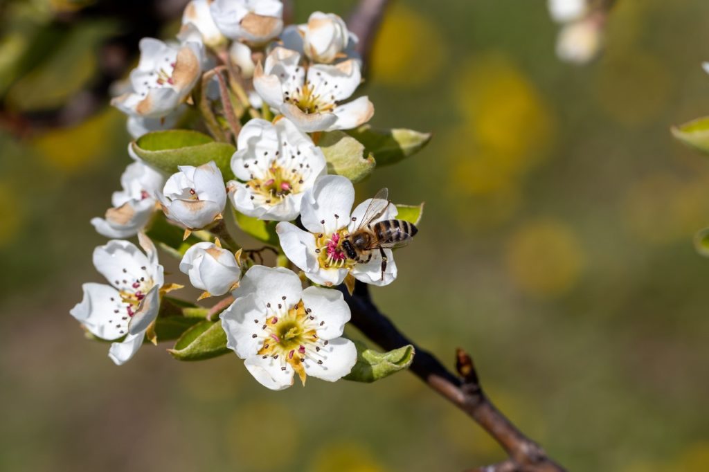 closeup of the white flowering blossom from an apple tree with a bee resting on one of the flowers