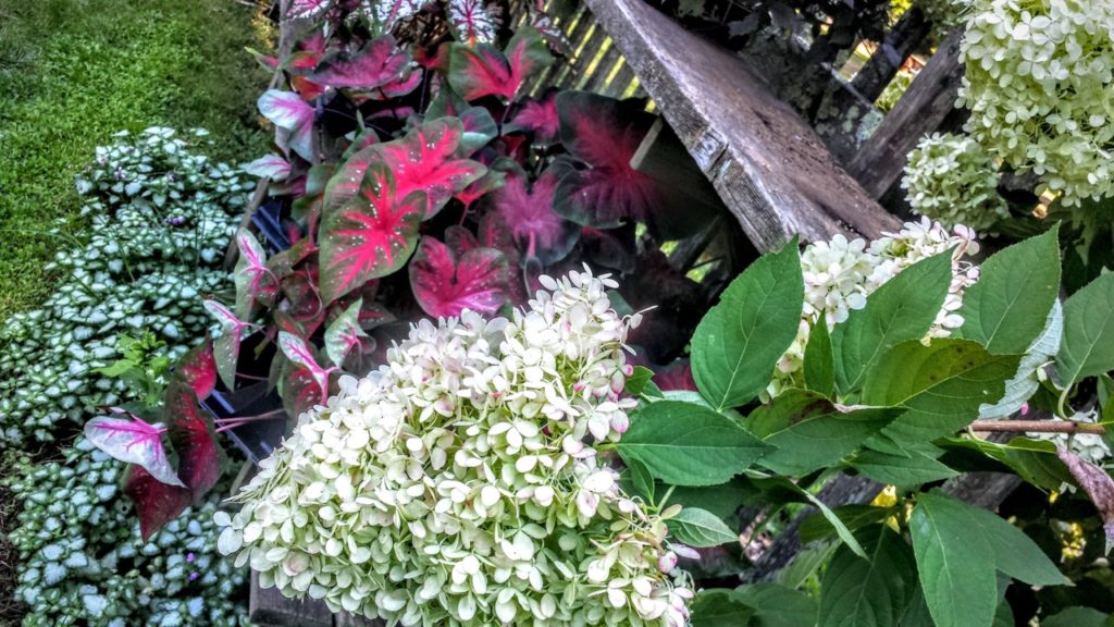 caladium plant growing outdoors with jasmine and other companion plants