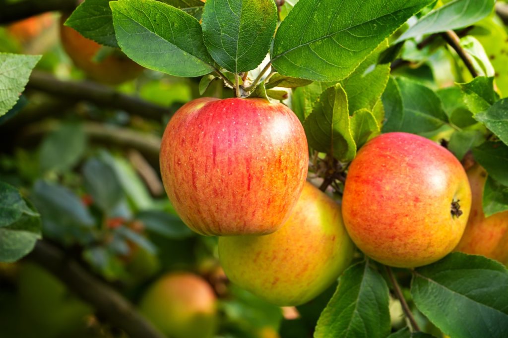 malus domestica 'king of the pippins' variety with green leaves and red fruits
