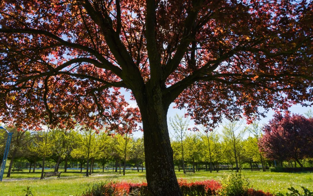 a large mature prunus cerasifera