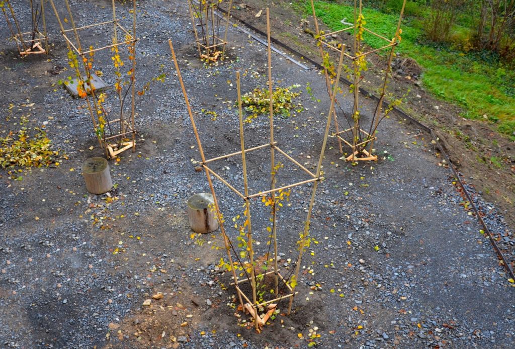 junberry saplings that are growing inside bamboo trellis supports