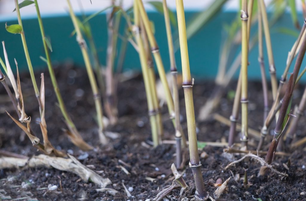 bamboo with green canes growing in a raised garden bed