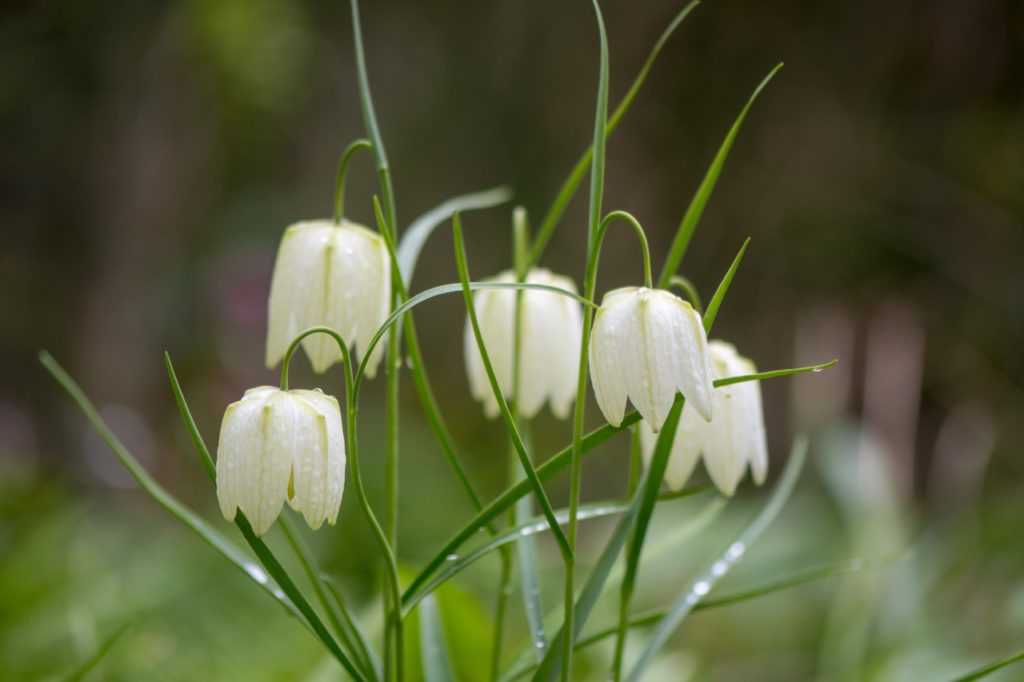 white bell-shaped fritillary flowers growing from arching green stems