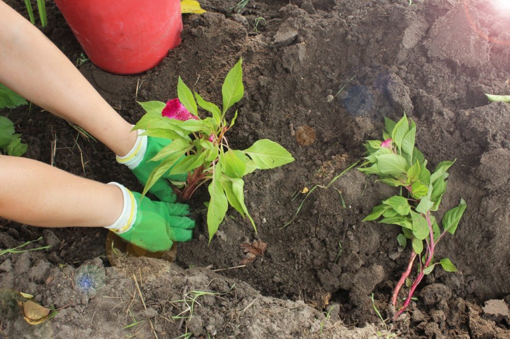 gardener planting a young celosia plant into a newly dug hole