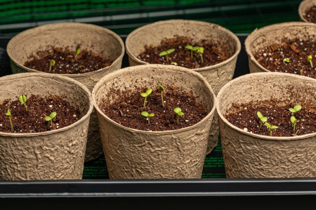 small pots full of compost bearing tiny green zinnia seedlings in rows inside a tray 