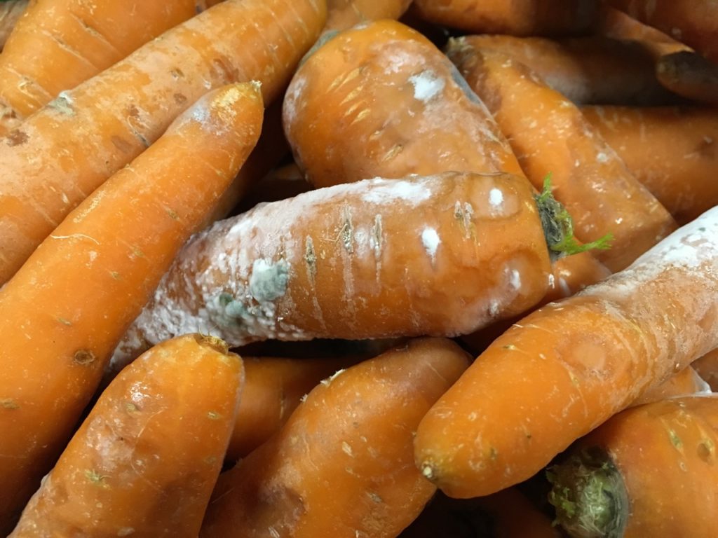 white powdery mould on the surface of some harvested orange carrots lying in a pile
