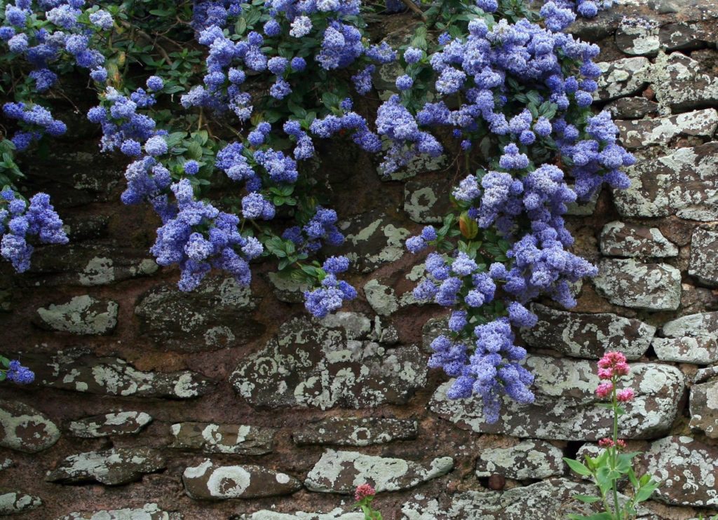 a wall trained ceanothus plant in flower