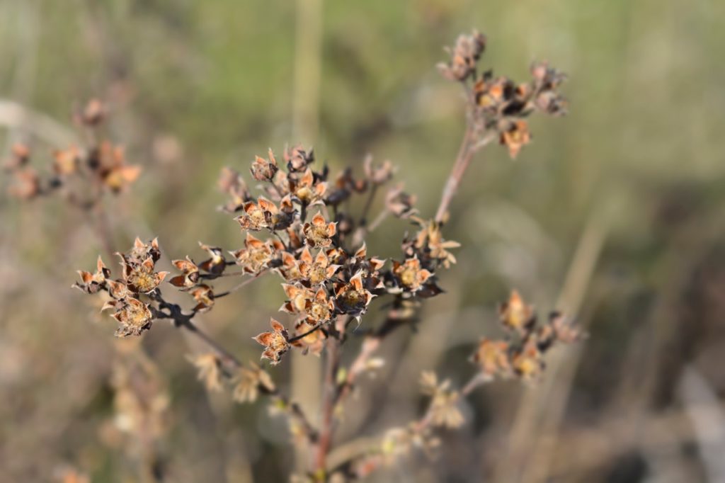 dead brown flowerheads from a potentilla shrub growing outside over the winter