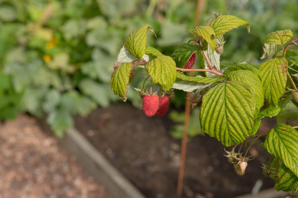 a primocane from a raspberry shrub with red fruits and green leaves growing from a pink stem in a garden bed