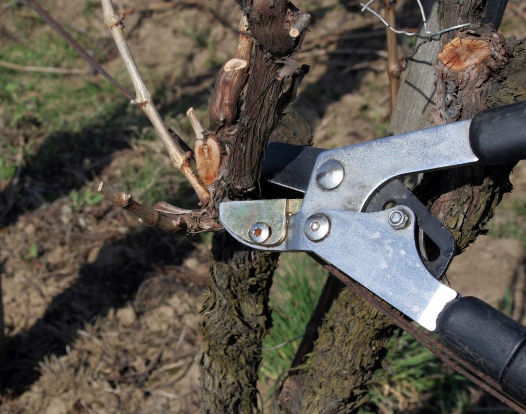 a thick branch from a pear tree being cut by a pair of gardening shears