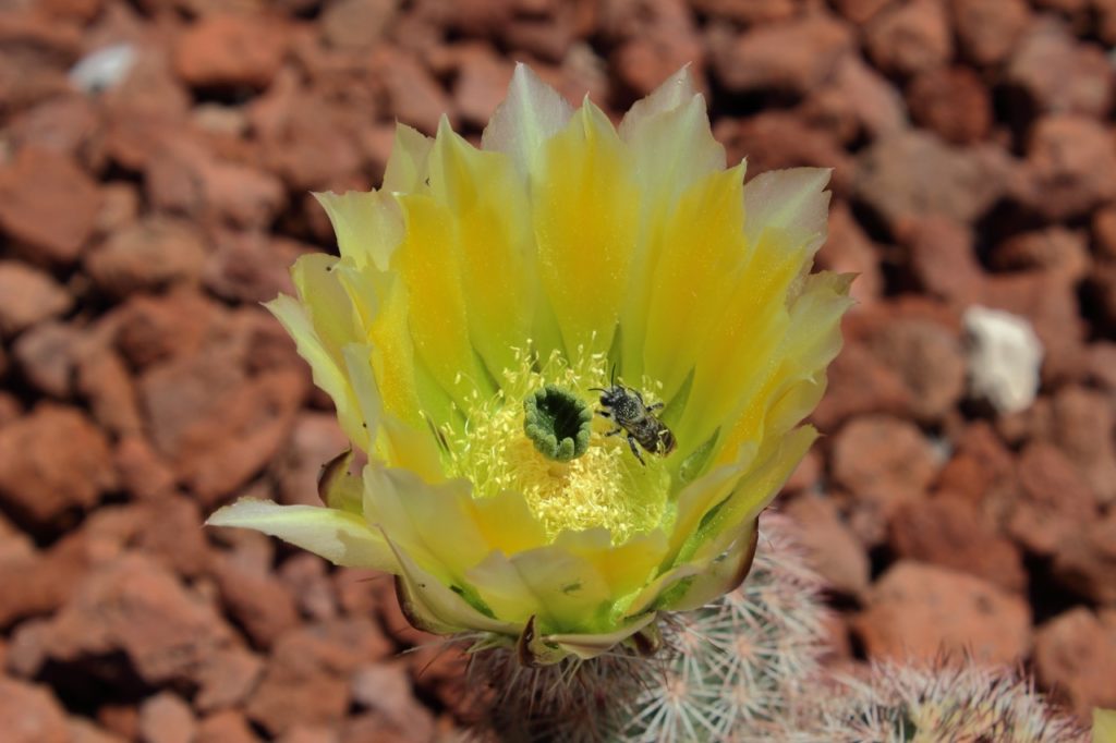 a bee resting inside the yellow cup-shaped flower of an echinocereus dasyacanthus cactus