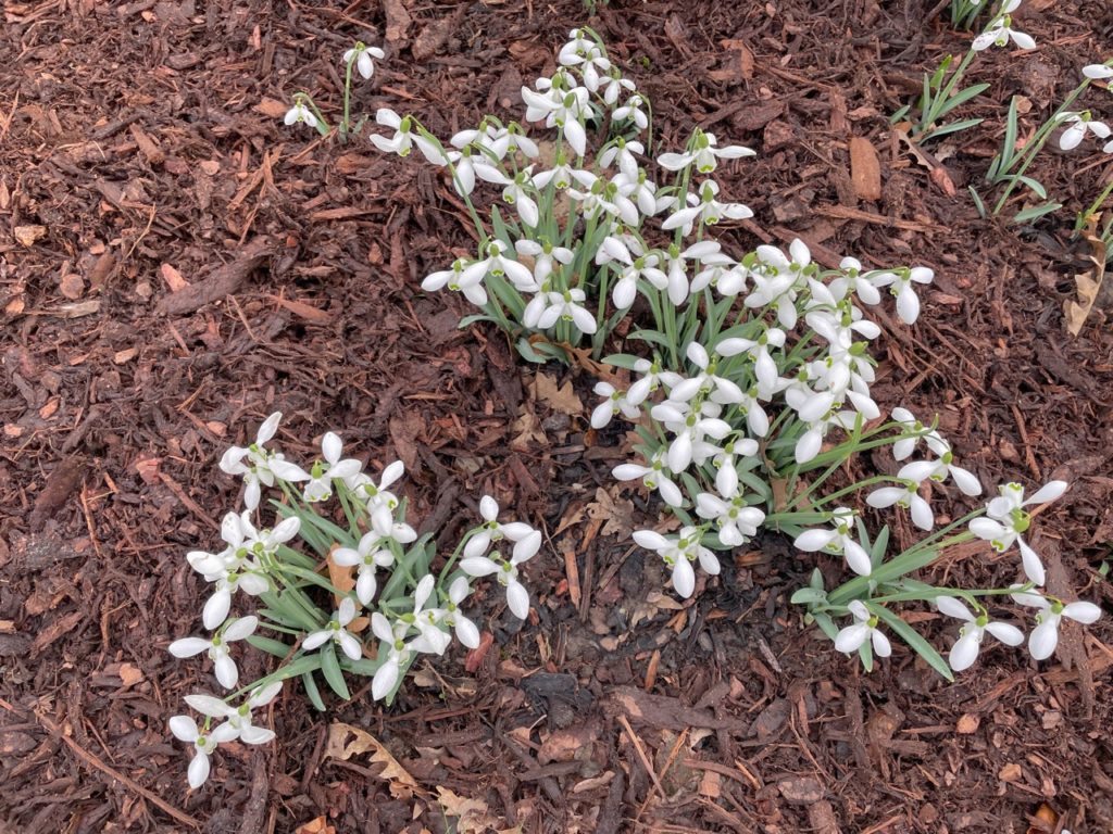 snowdrops growing from ground that has been heavily mulched with wood chips