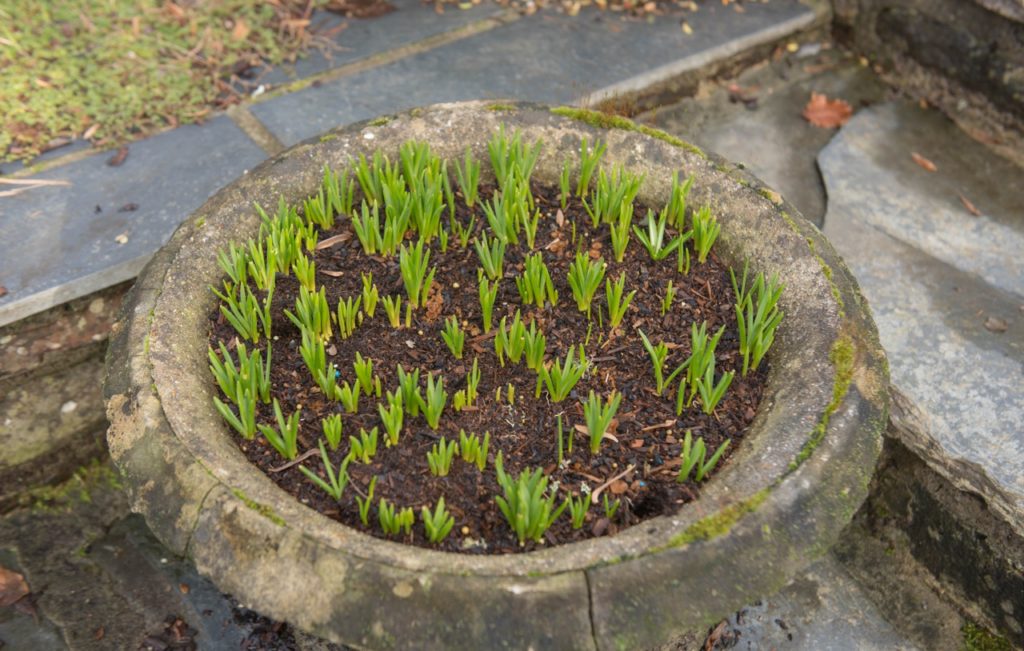 sprouting muscari emerging from a large stone planter in early spring