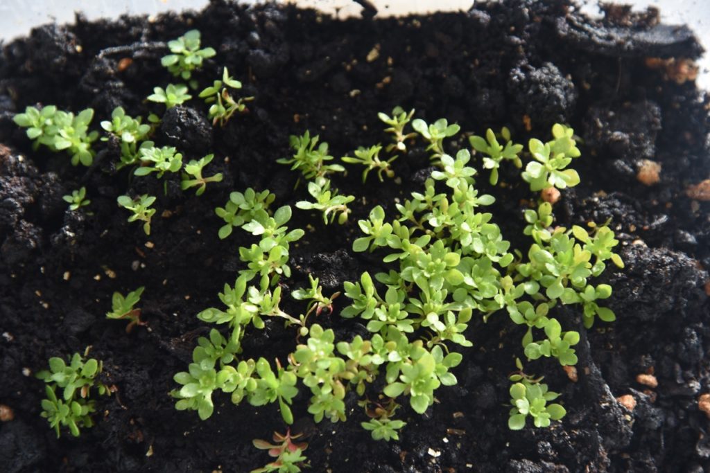 tiny green saxifrage seedlings growing in a small container