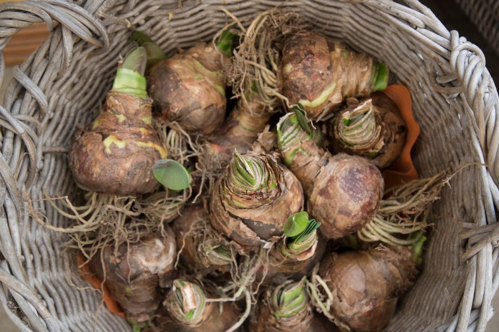amaryllis bulbs with short green sprouts and straggly roots being stored in a wicker basket