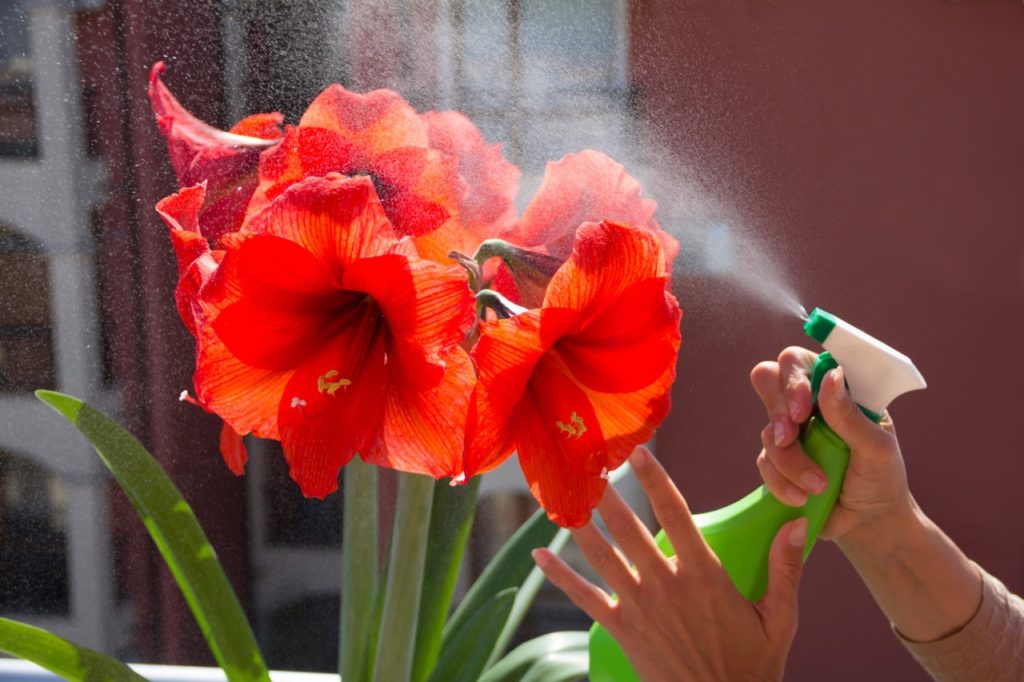 gardener using a green spray bottle to mist the flowers of a large red hippeastrum