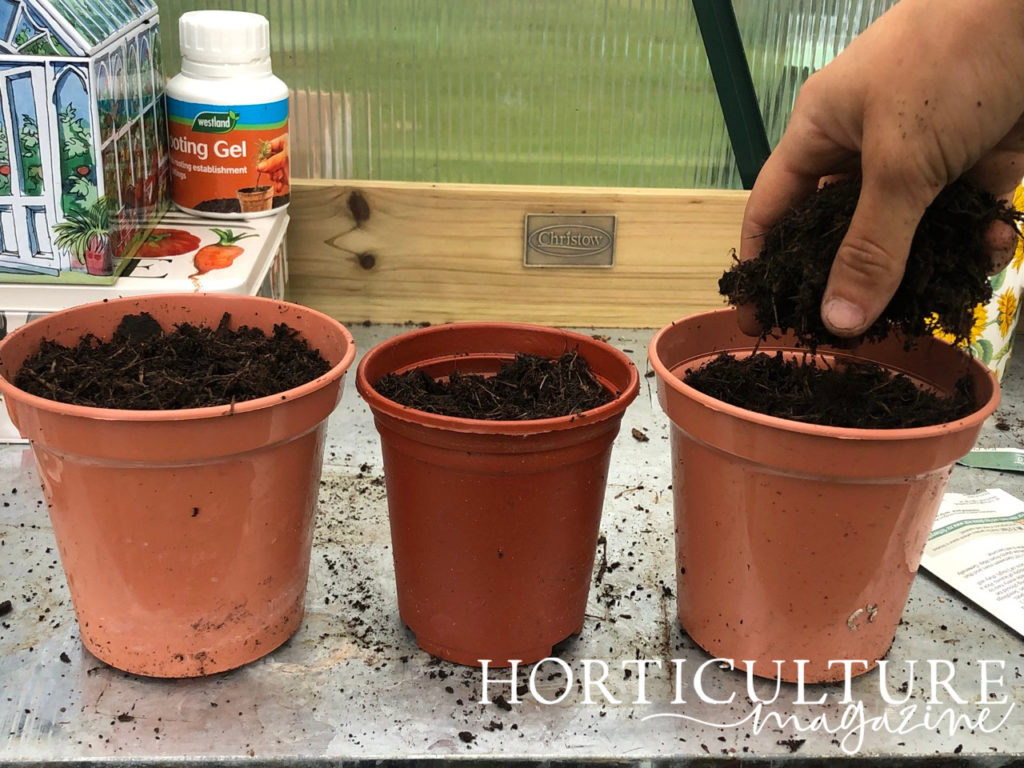 three pots full of compost ready to be planted in on a metal worktop in a greenhouse