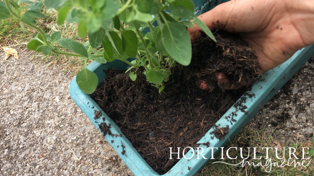 gardener placing soil around the base of a pot-grown oregano plant