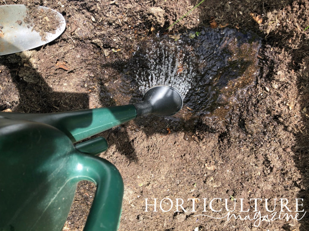 a watering can being used to water in spinach seeds that have been planted directly into the ground