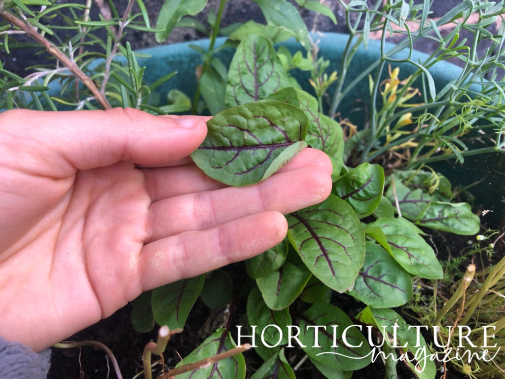 gardener using their hand to demonstrate green and purple sorrel foliage