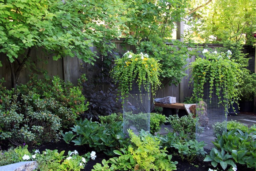 creeping jenny, hosta and other companion plants growing in a garden heavily shaded by overhead trees